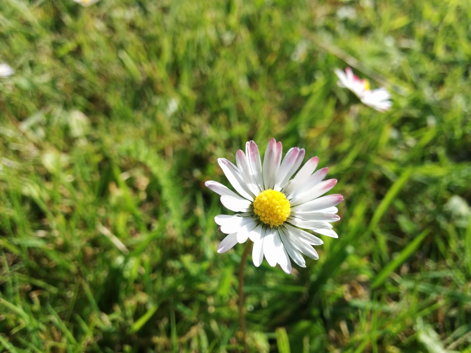 LG Nexus 5 sample photo. Flower, green, white photography