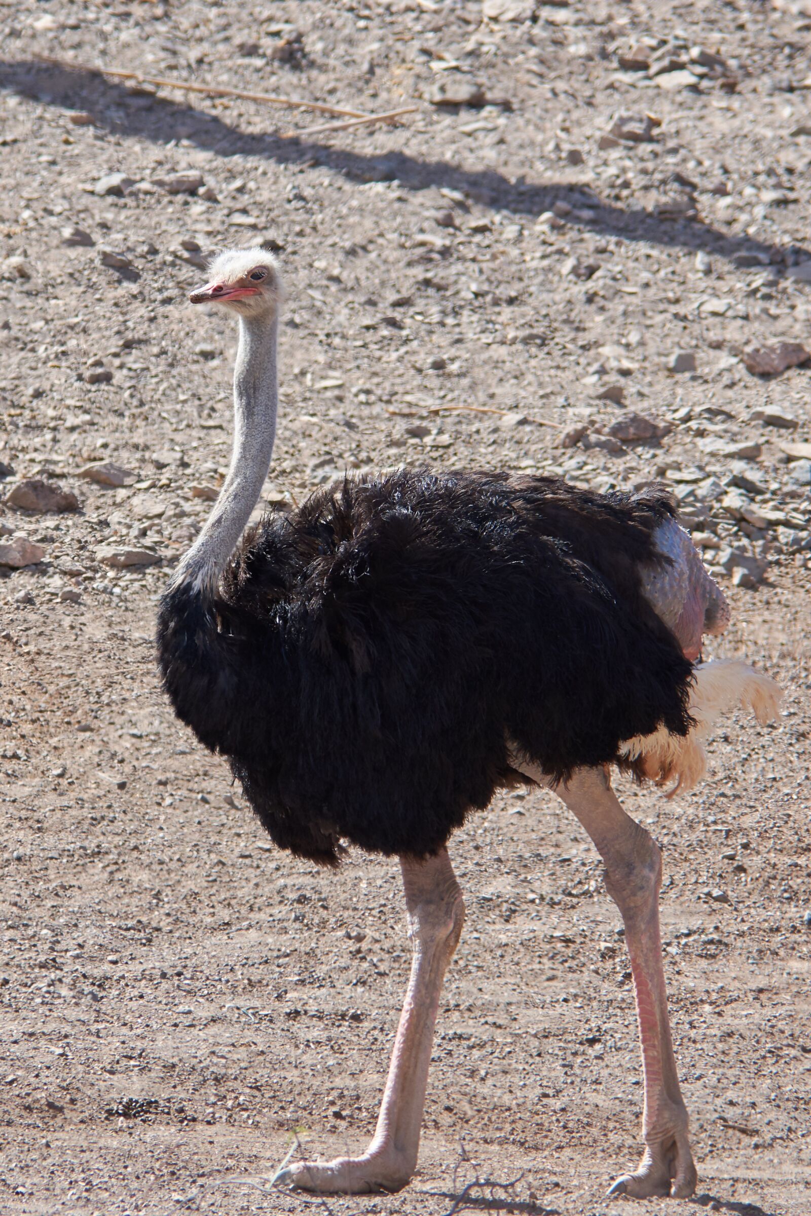 Nikon D7200 sample photo. Strauss, bird, runners photography