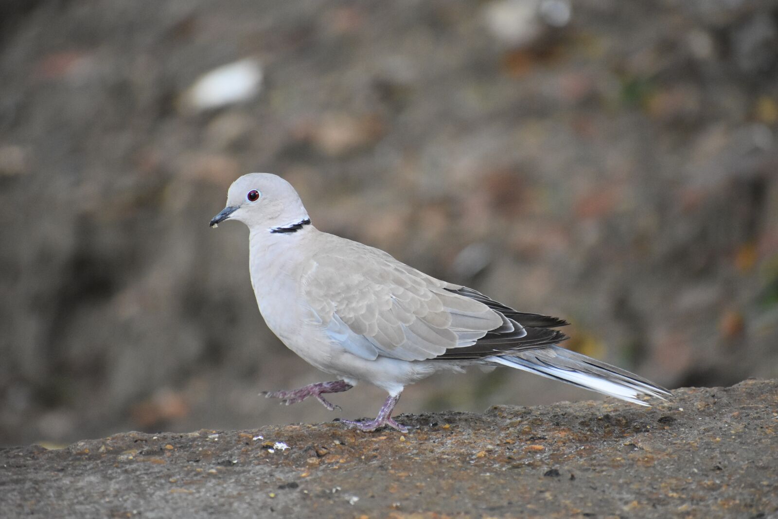 Nikon D3400 sample photo. Dove, indian dove, bird photography