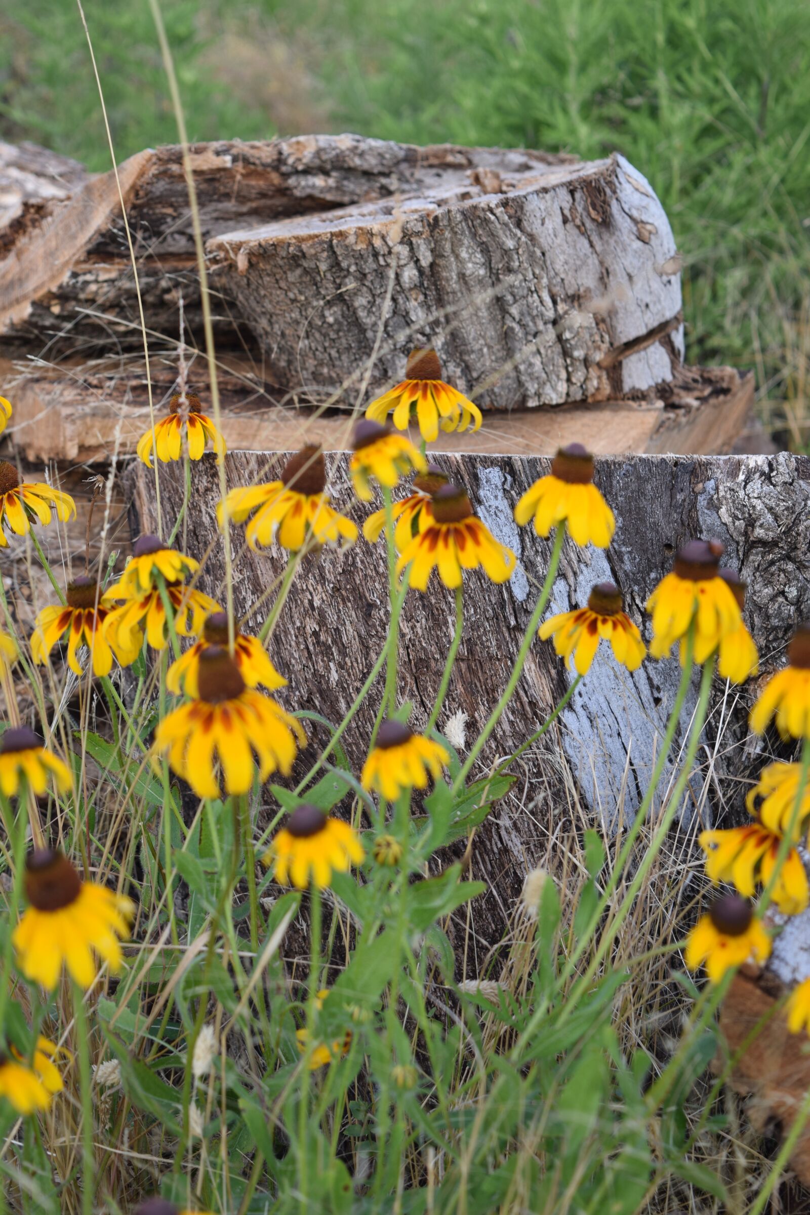 Nikon D3300 sample photo. Flower, wild flower, plant photography