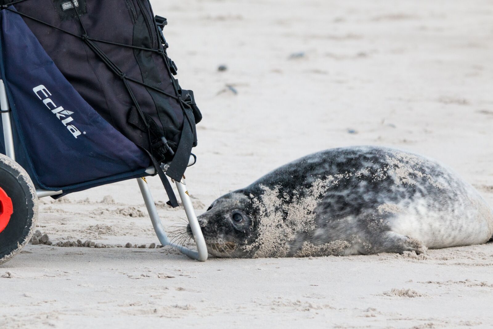 Canon EOS 70D + 150-600mm F5-6.3 DG OS HSM | Contemporary 015 sample photo. Robbe, grey seal, helgoland photography
