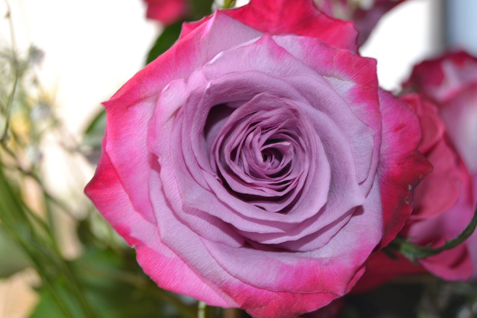 Nikon D3100 sample photo. Flower, rose, mauve photography