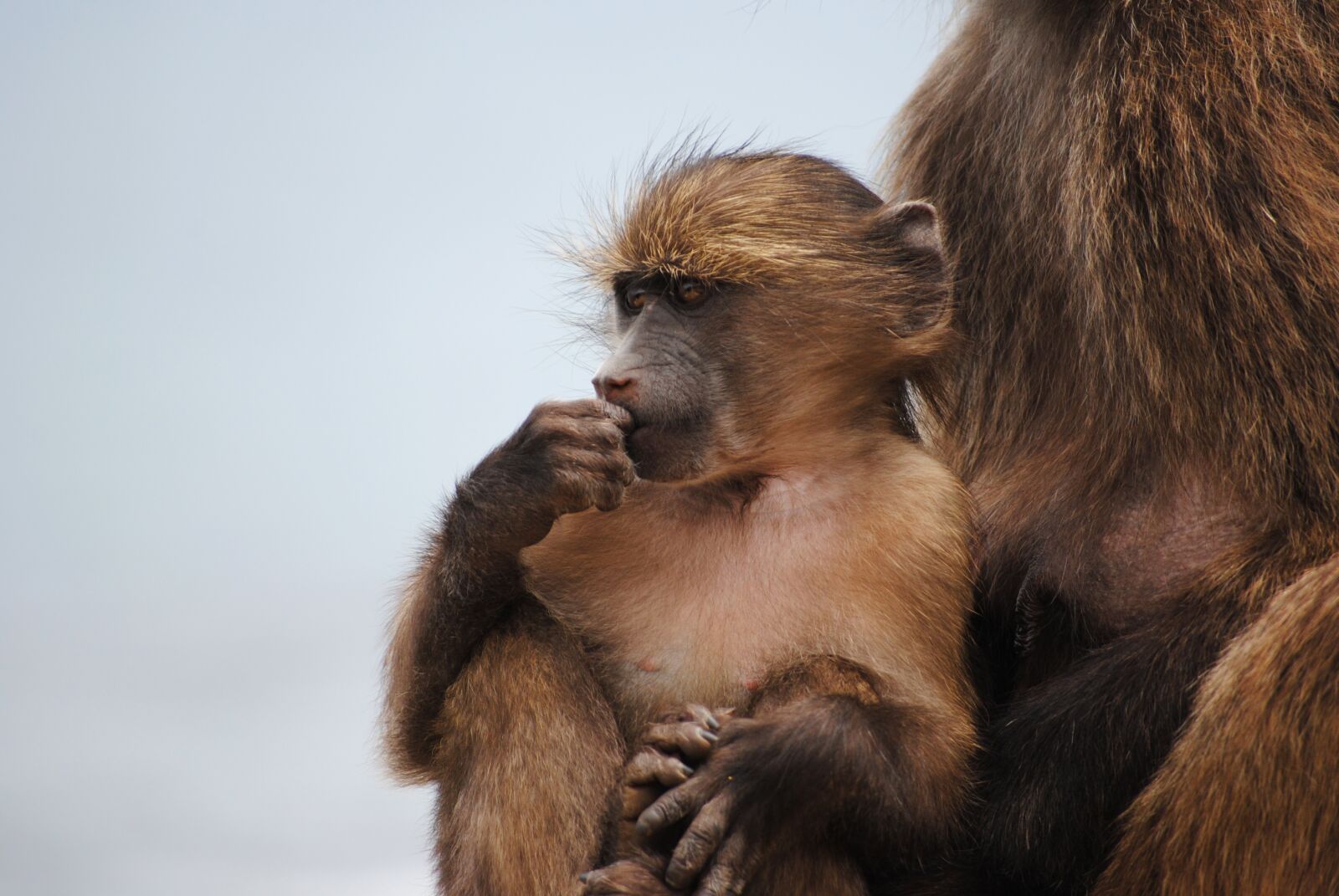 Nikon D3000 sample photo. Baby monkey, monkey, cape photography