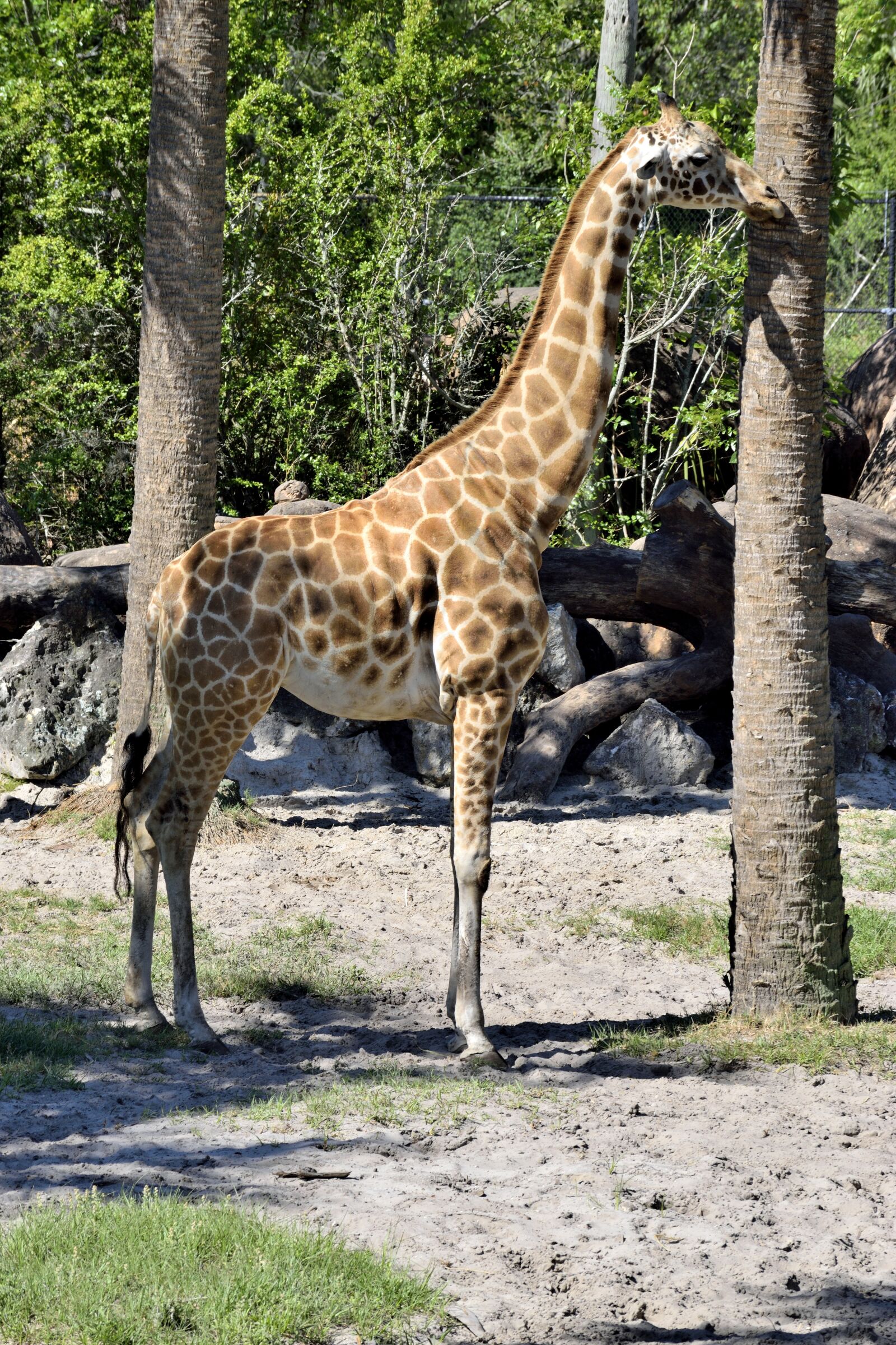 Nikon D3300 sample photo. Giraffe, animal, wildlife photography