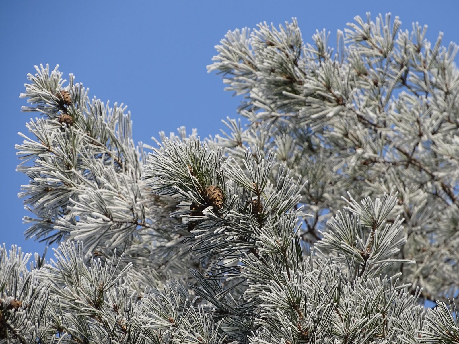 Sony Cyber-shot DSC-HX400V sample photo. Winter, forest, nature photography