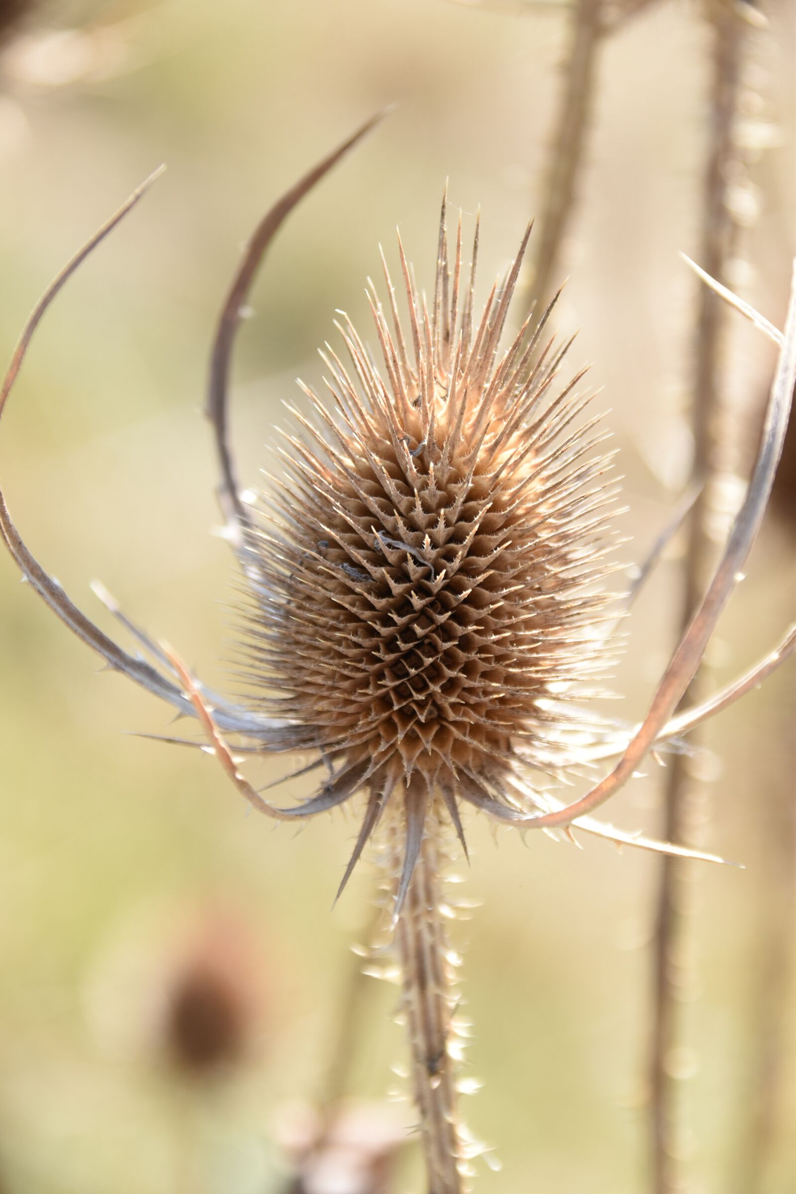 Nikon D5600 sample photo. Thistle, thistle dried, thistle photography