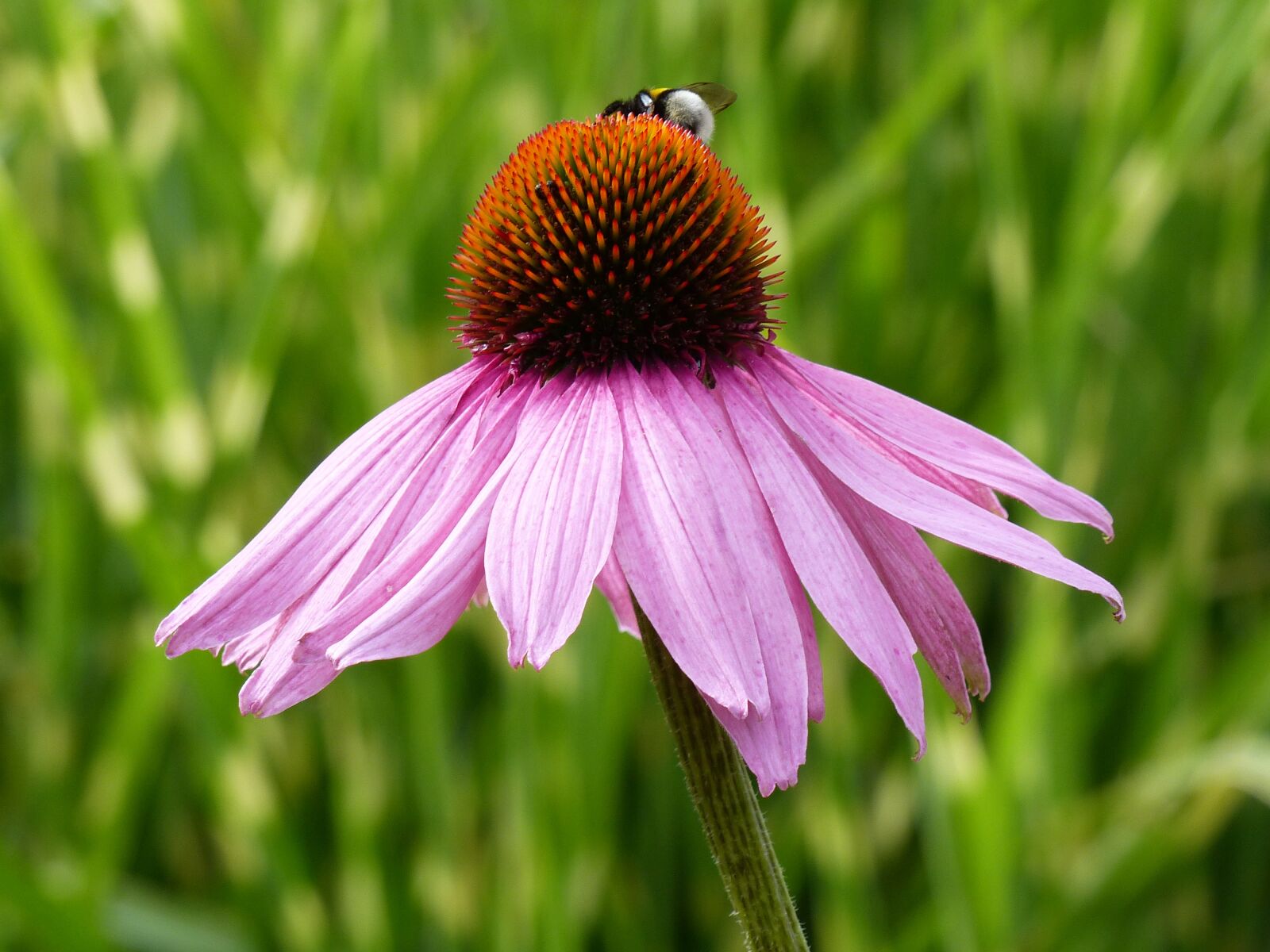 Panasonic Lumix DMC-FZ200 sample photo. Sun hat, flower, bee photography