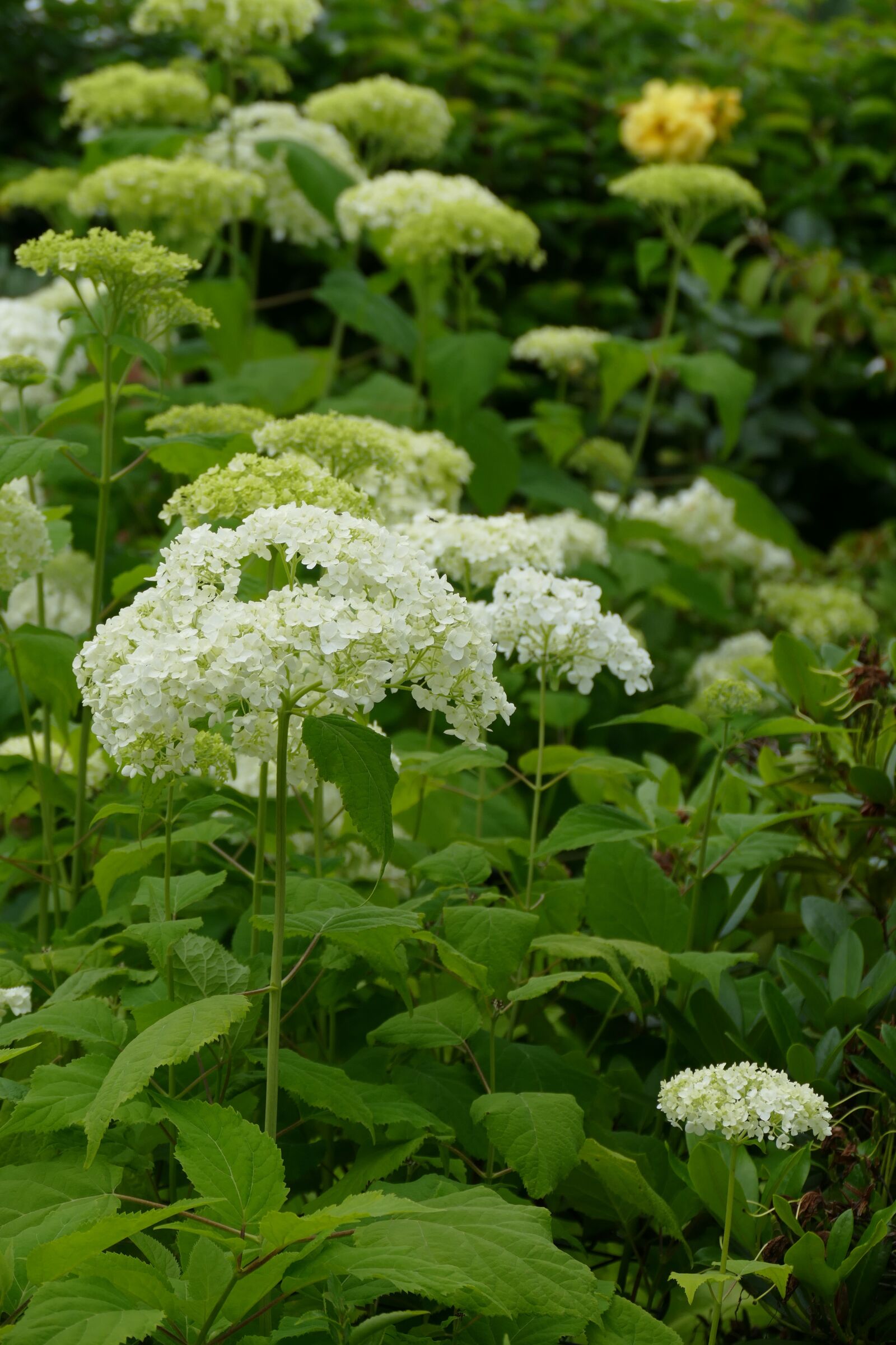 Panasonic Lumix DMC-FZ1000 sample photo. Annabelle, hydrangea, white photography