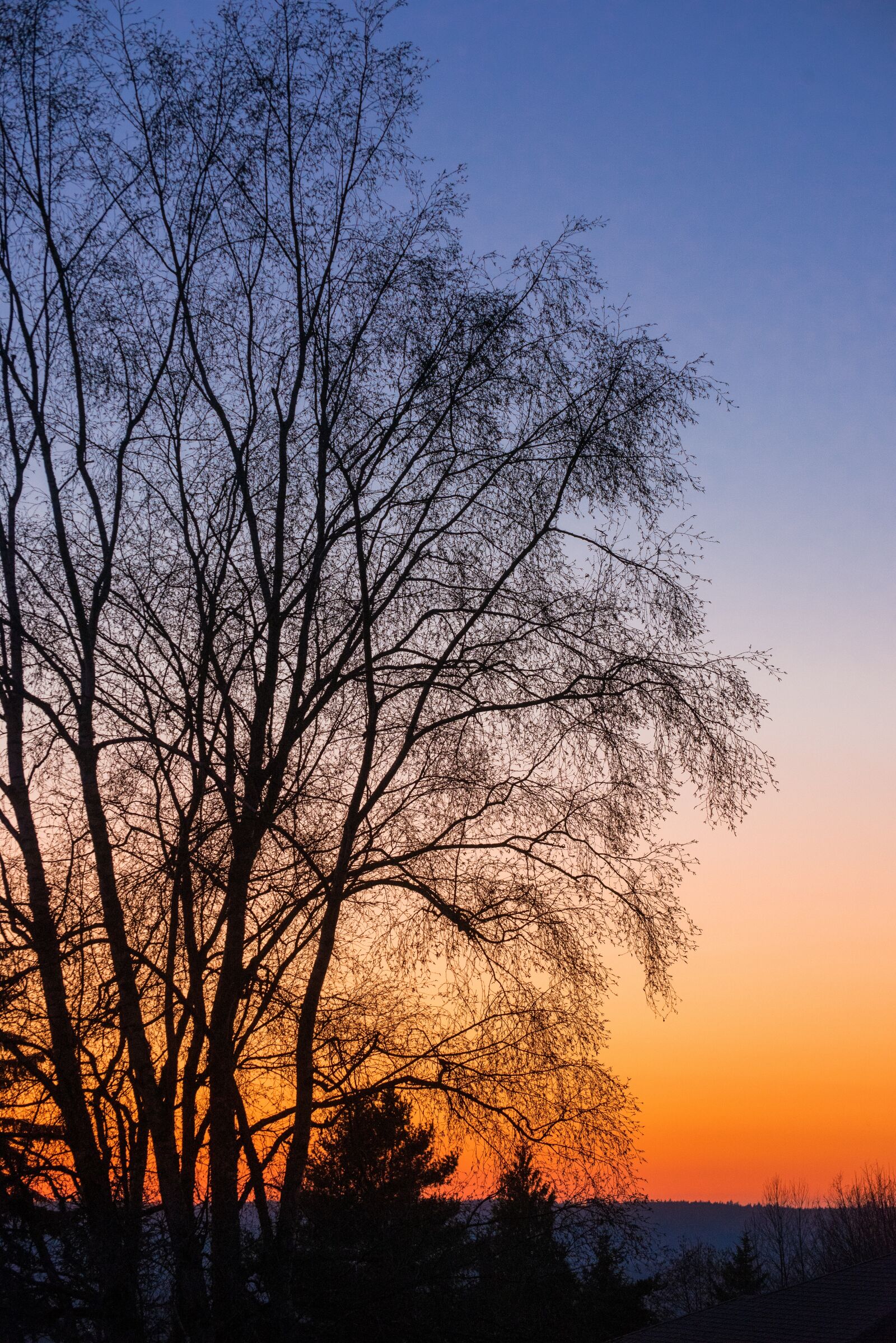 Nikon D750 sample photo. Sunset, tree, nature photography