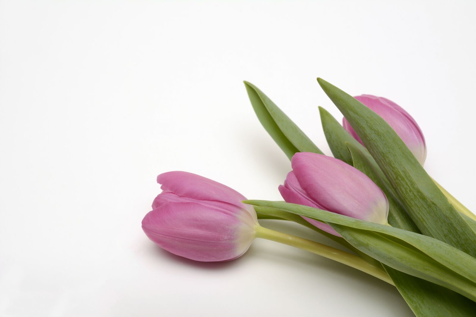 Nikon D7100 sample photo. Tulips, flowers, spring photography