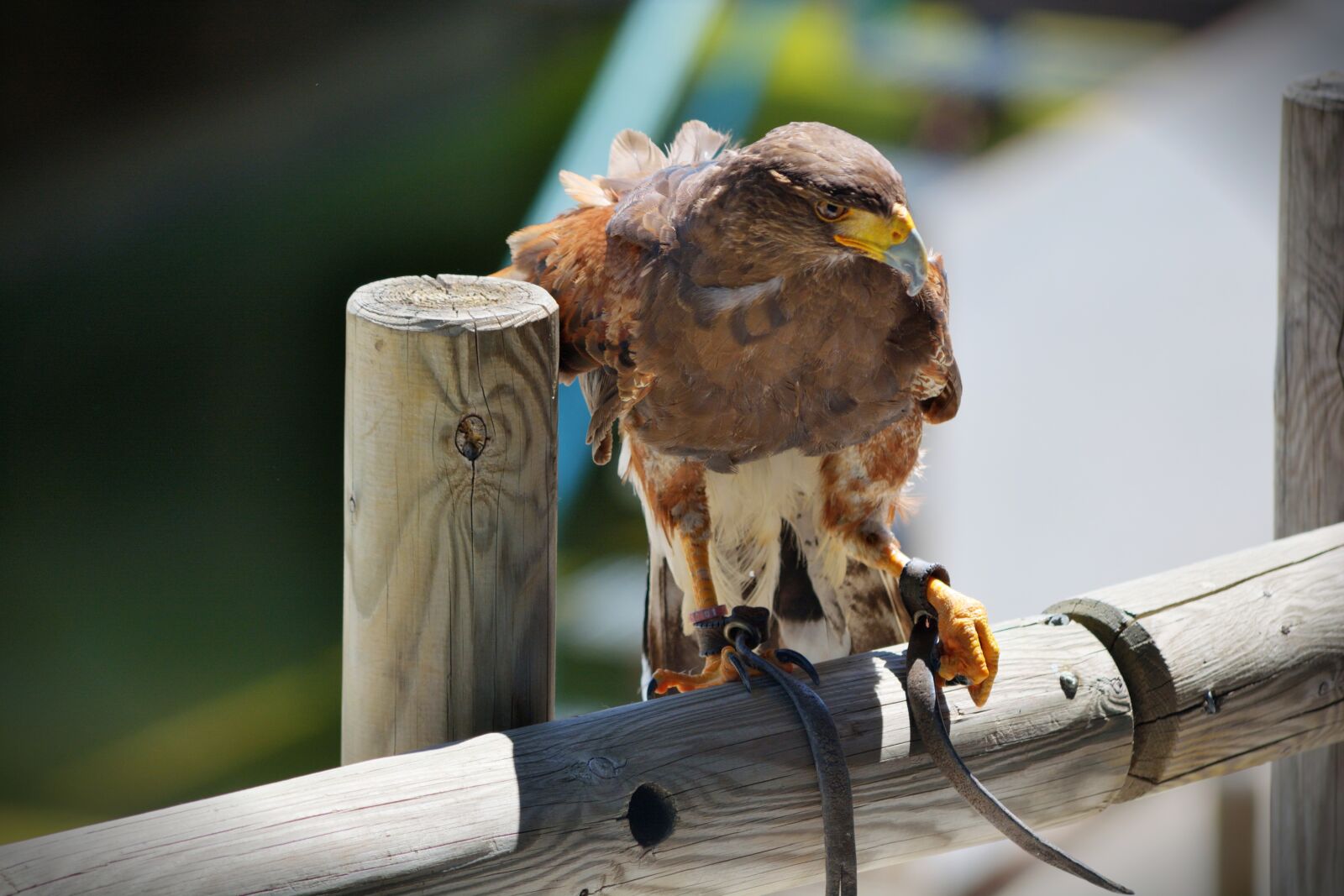 Nikon D5200 sample photo. Ave, bird of prey photography