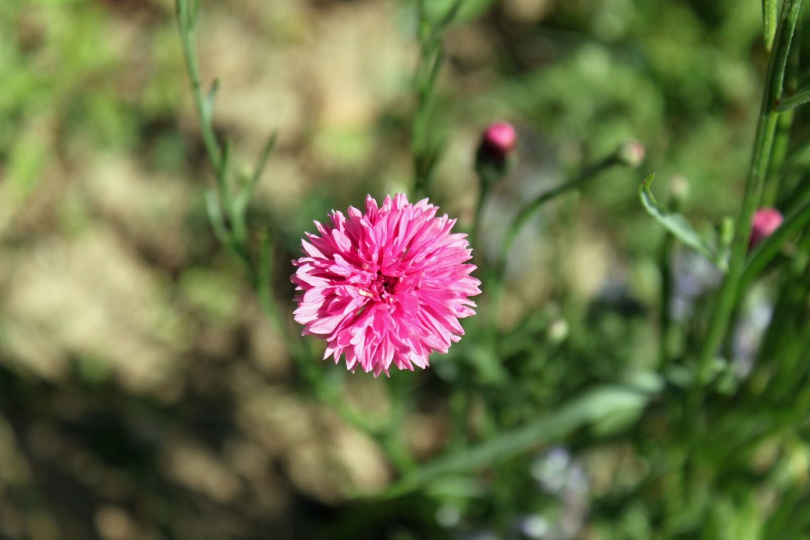 Canon EOS 500D (EOS Rebel T1i / EOS Kiss X3) sample photo. Field flower, meadow, wild photography