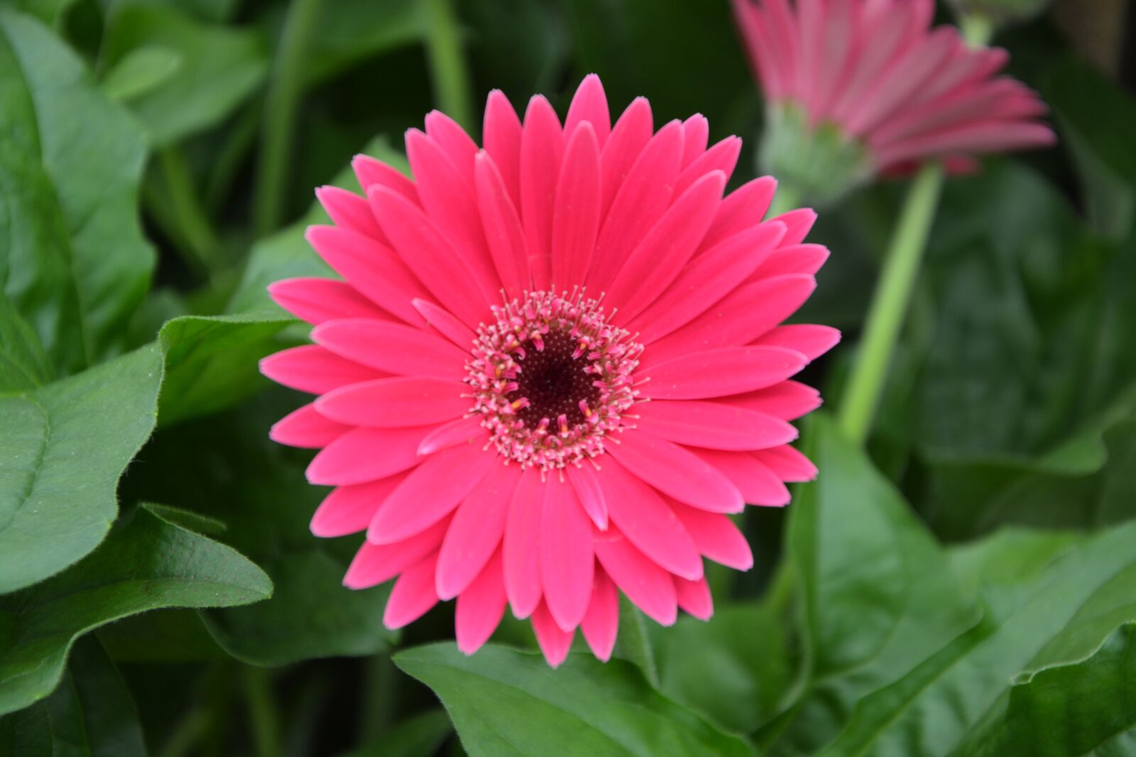 Nikon D5200 sample photo. Flowers, bright pink, nature photography