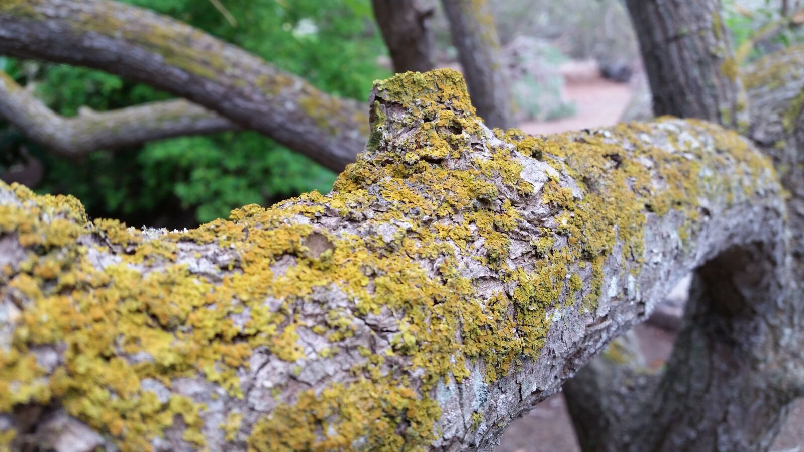 Samsung Galaxy S5 sample photo. Trunk, fungus, moss photography