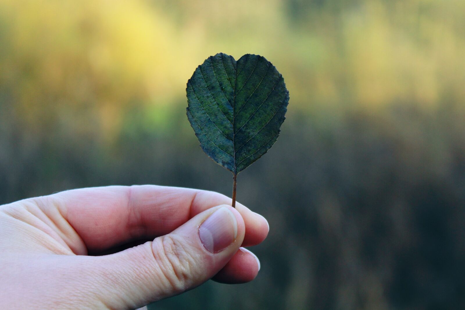 Canon EOS 1200D (EOS Rebel T5 / EOS Kiss X70 / EOS Hi) sample photo. Hand, leaf, autumn photography