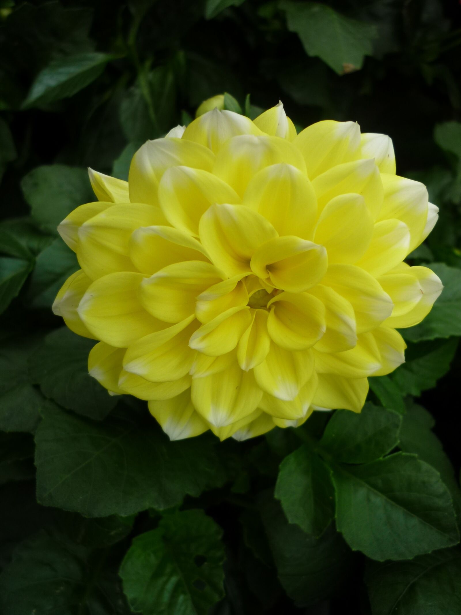 Panasonic Lumix DMC-FS6 sample photo. Dahlia, yellow, garden photography