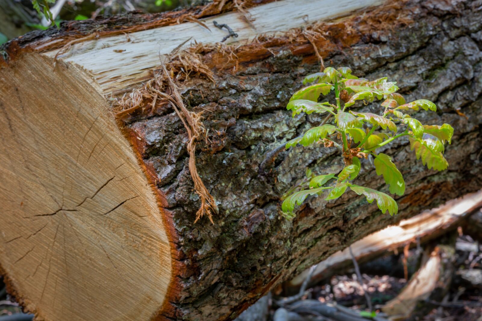Canon EOS 6D + Canon EF 50mm F1.8 STM sample photo. Log, like, oak photography
