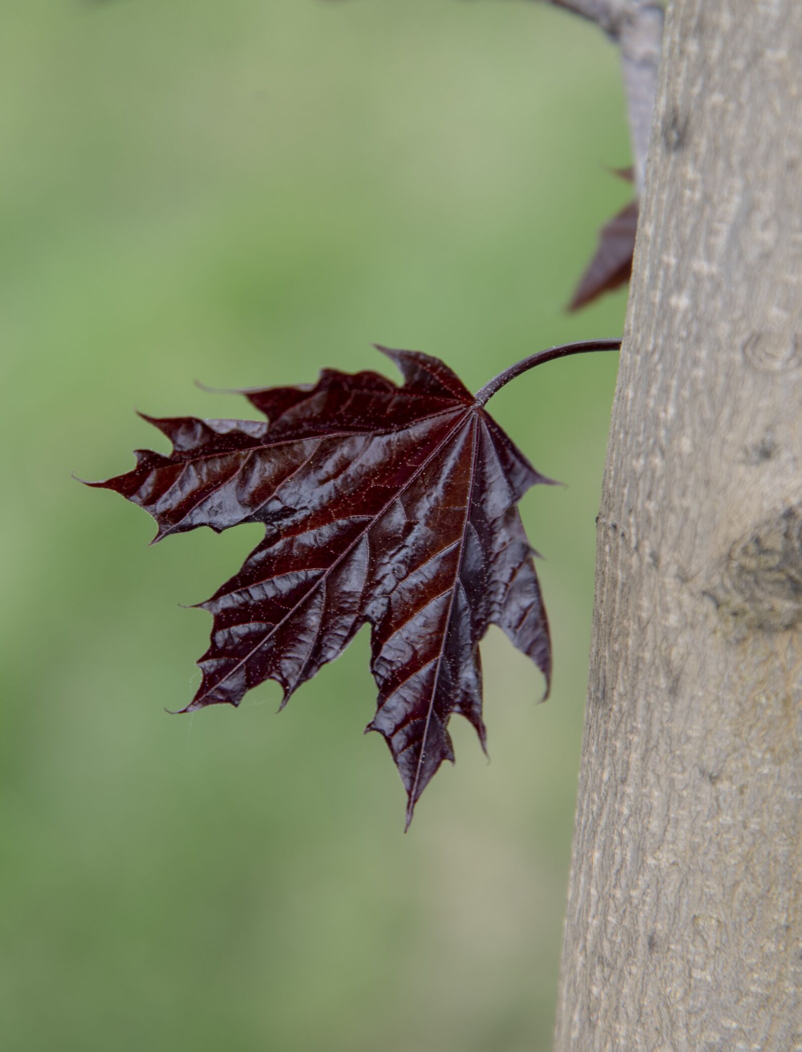 Nikon D750 sample photo. Maple, leaf, nature photography