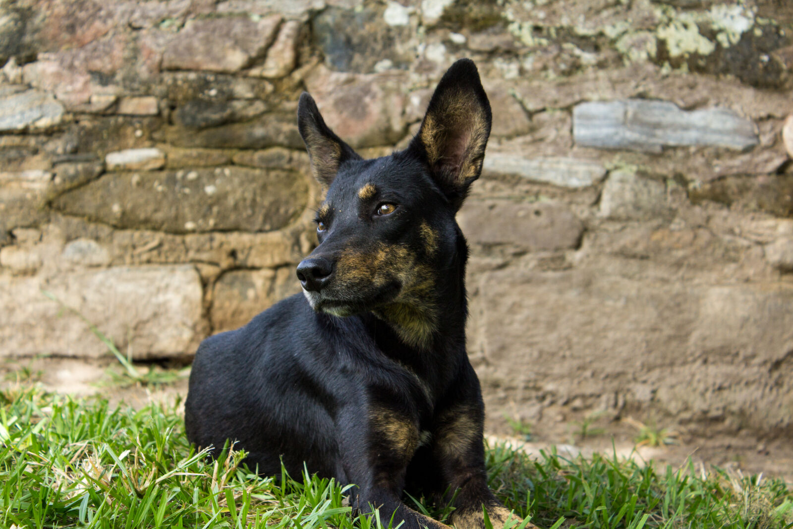 Canon EOS 1200D (EOS Rebel T5 / EOS Kiss X70 / EOS Hi) sample photo. Black, dog, dog, perro photography