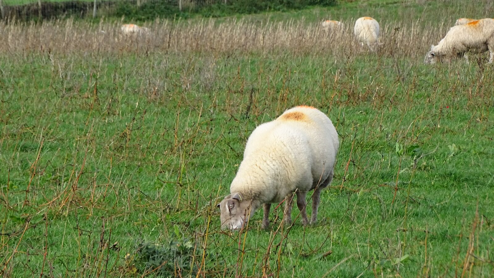 Sony Cyber-shot DSC-HX400V sample photo. Sheep, grass, field photography