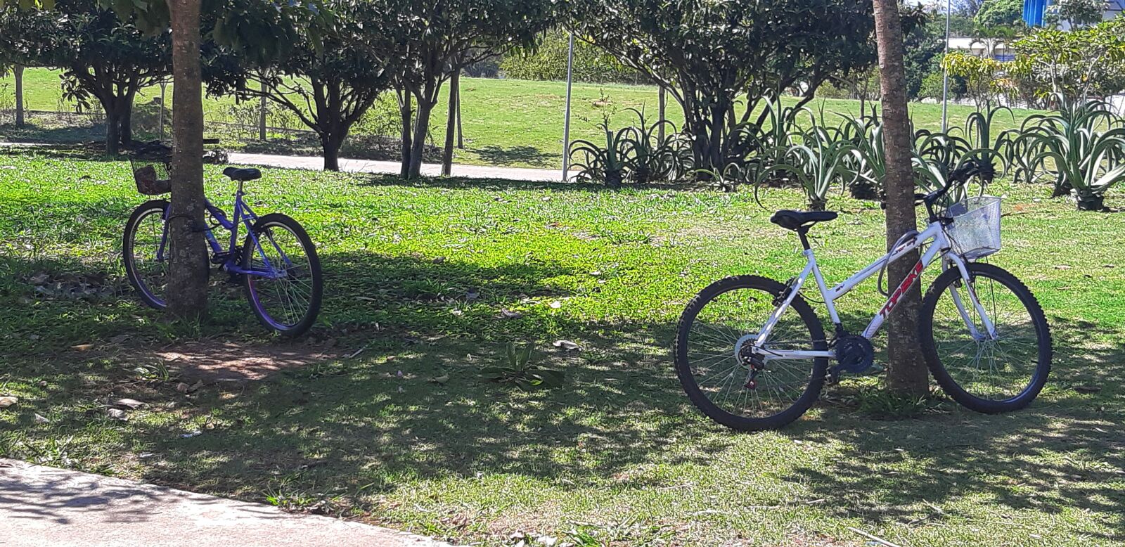 Samsung Galaxy A8(2018) sample photo. Bike, park, green photography