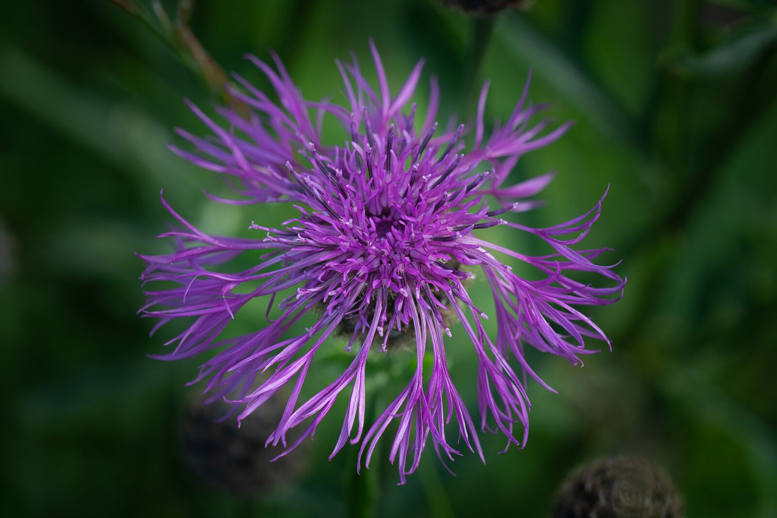 Nikon D7100 sample photo. Flower, blossom, bloom photography