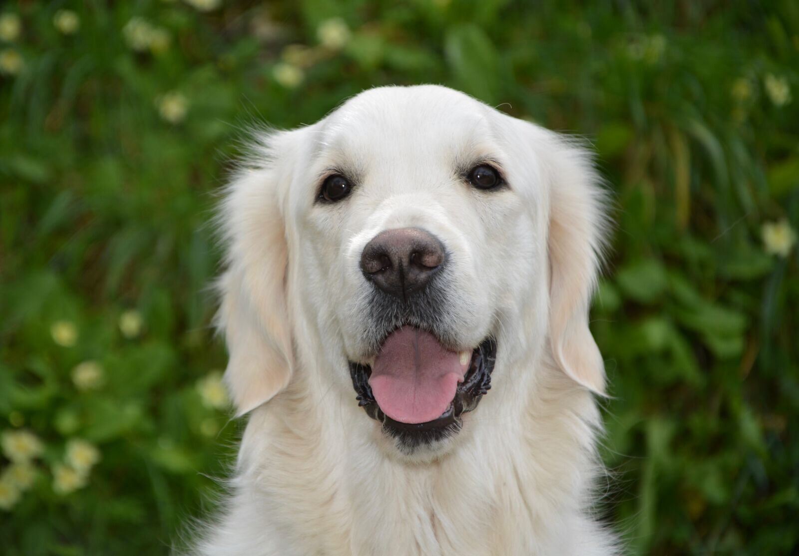 Nikon D5200 sample photo. Dog, bitch mollie, dog photography