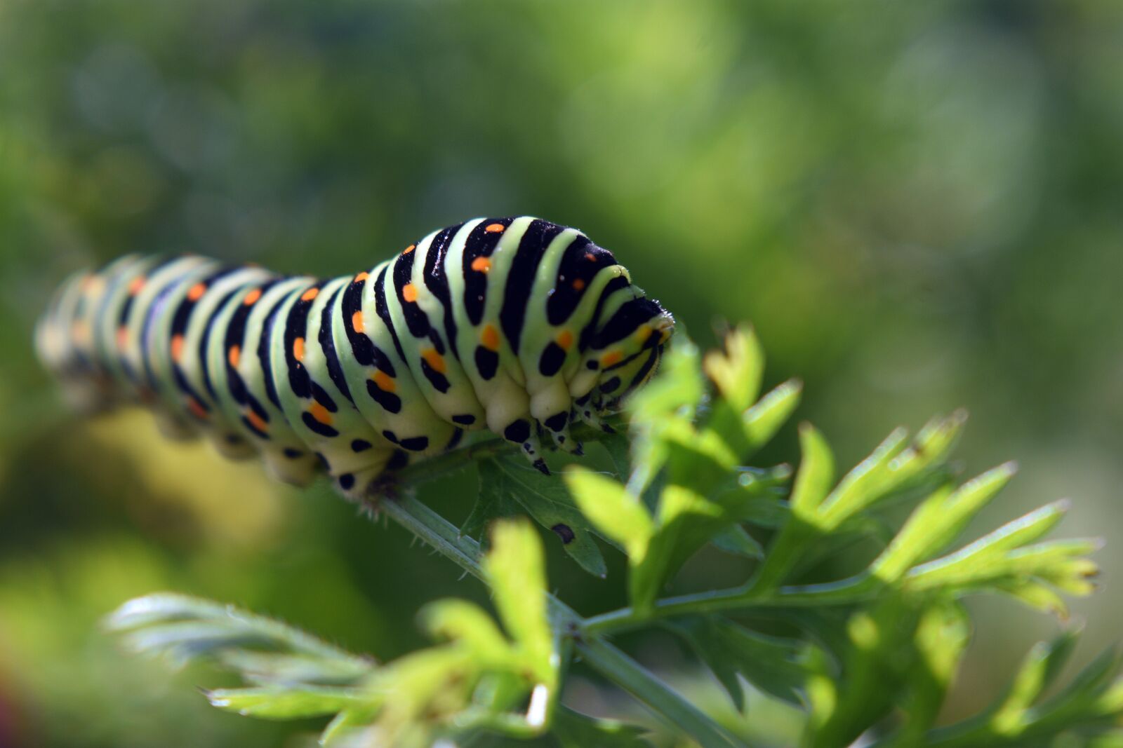 Nikon D3400 sample photo. Caterpillar, insect, entomology photography