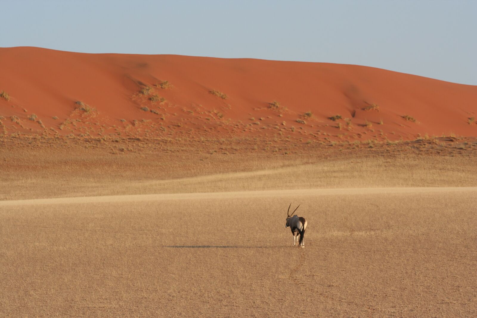 Canon EOS 350D (EOS Digital Rebel XT / EOS Kiss Digital N) sample photo. Sossusvlei, oryx, red photography