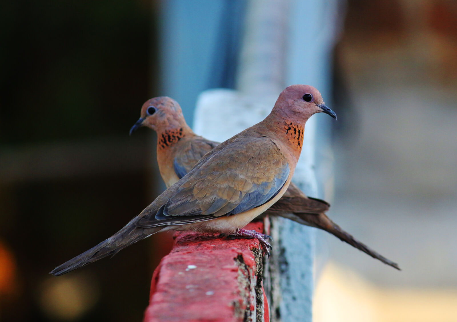 Canon EOS 700D (EOS Rebel T5i / EOS Kiss X7i) sample photo. Bird, nature photography
