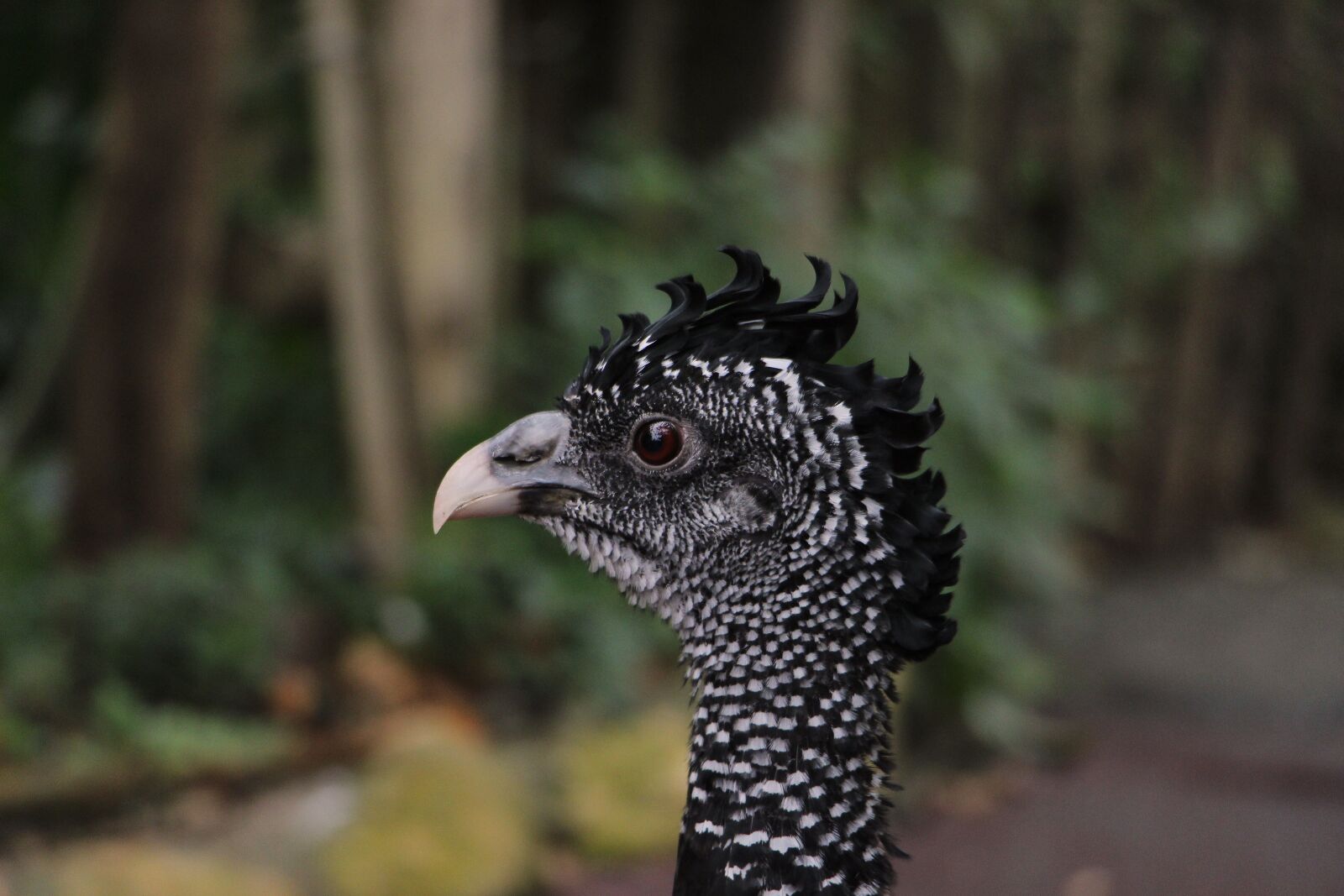 Canon EOS 100D (EOS Rebel SL1 / EOS Kiss X7) sample photo. Tuberkelhokko, bird, poultry photography