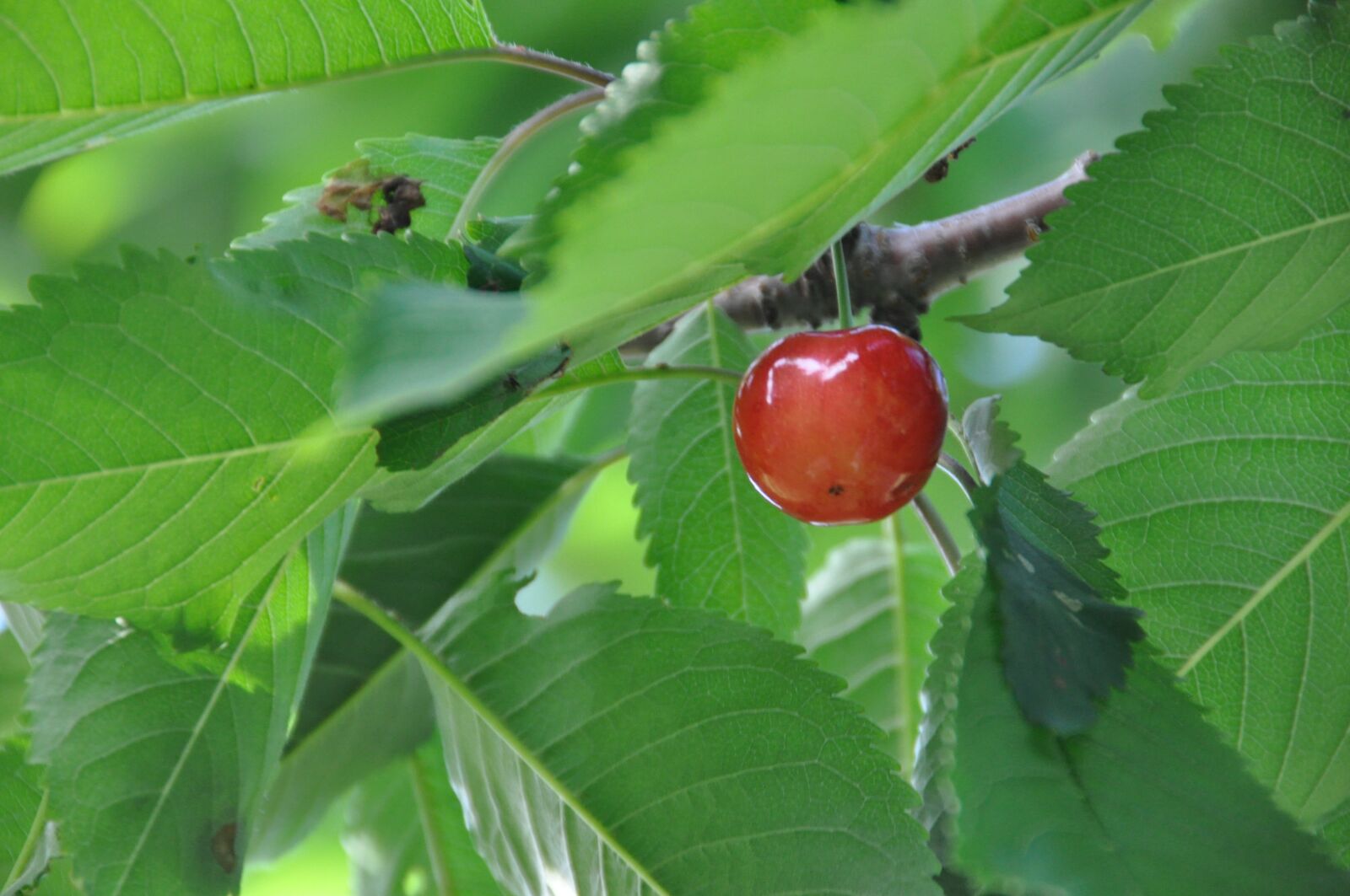 Nikon D90 sample photo. And cherries, sato nishiki photography