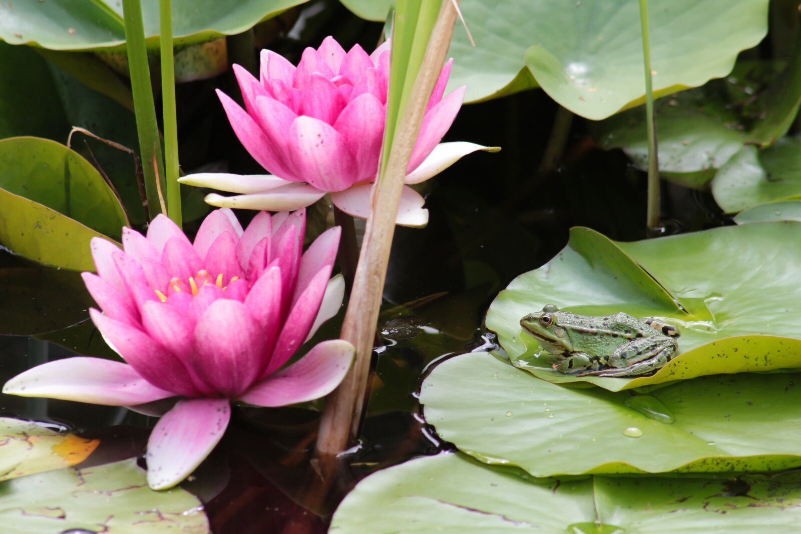 Canon EOS 700D (EOS Rebel T5i / EOS Kiss X7i) + Canon EF 75-300mm F4.0-5.6 IS USM sample photo. Water lilies, frog, pond photography