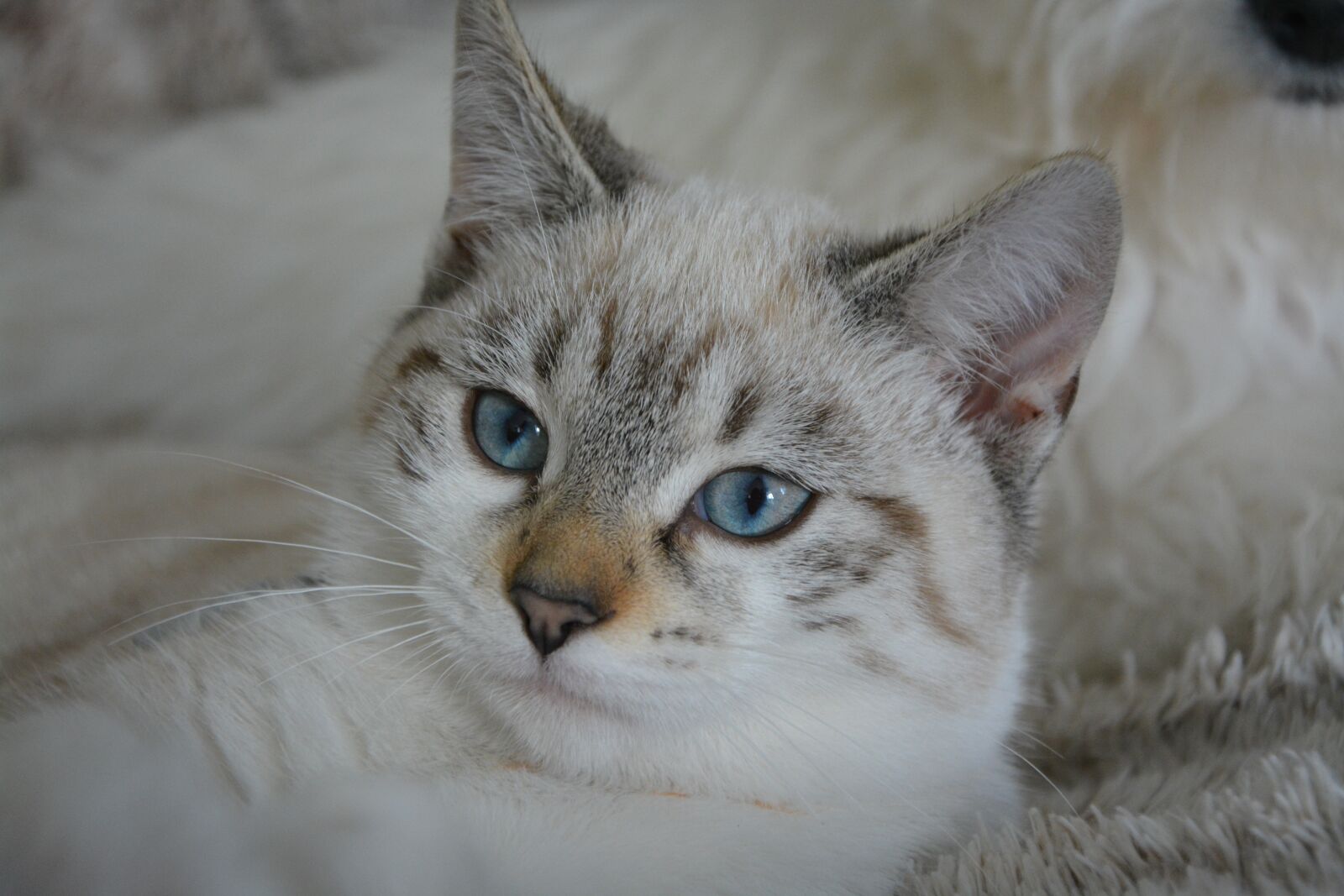 Nikon D5200 sample photo. Kitten, cat, cat eyes photography