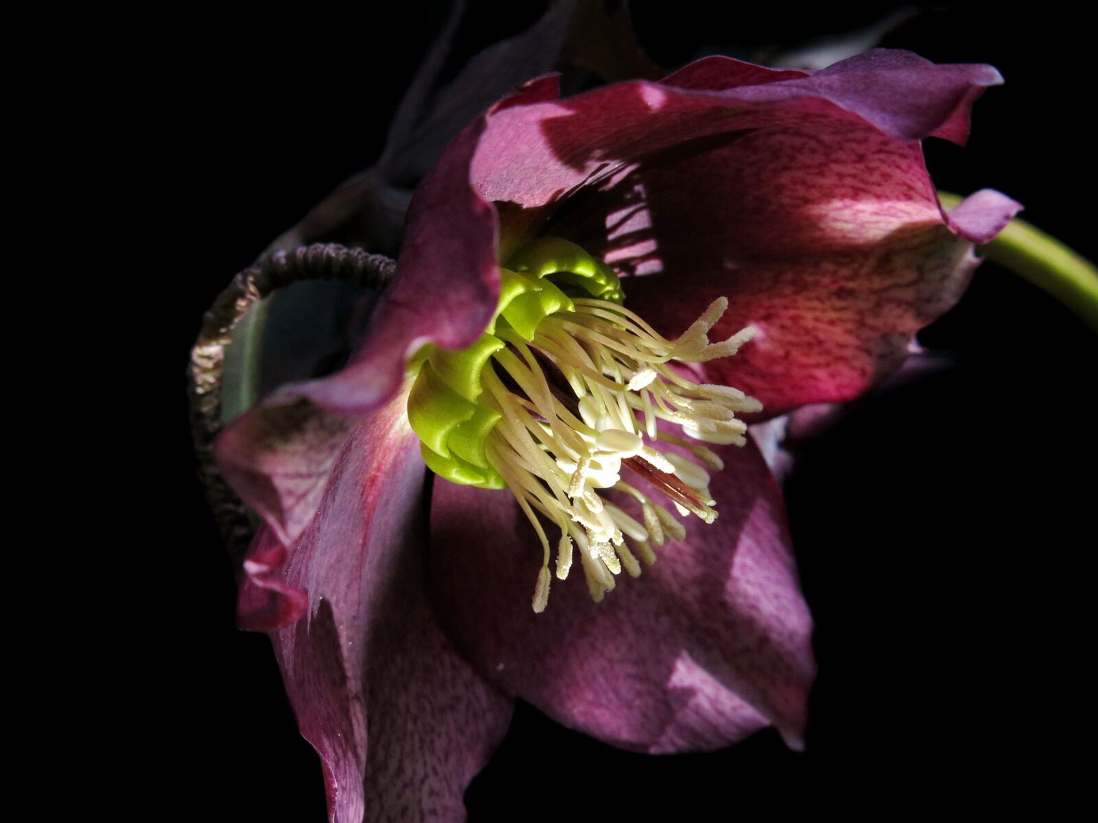 Canon PowerShot G15 sample photo. Christmas rose, hellebore, anemone photography
