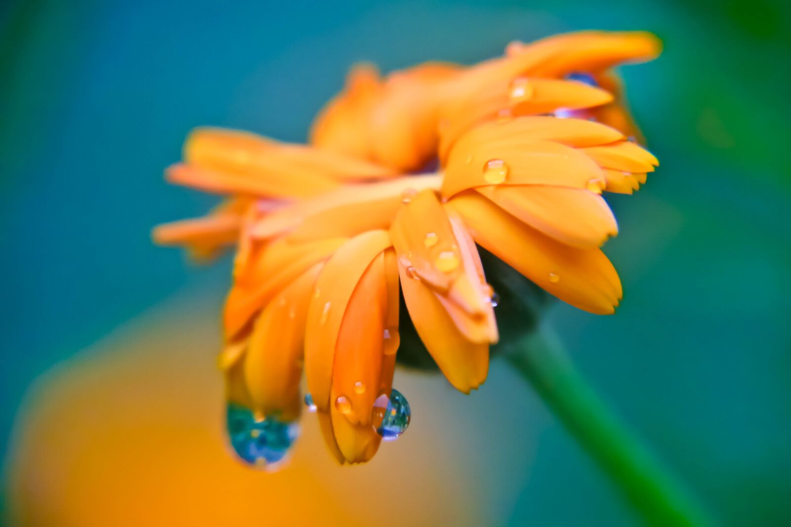 Canon EOS 70D sample photo. Flower, yellow, reflection photography