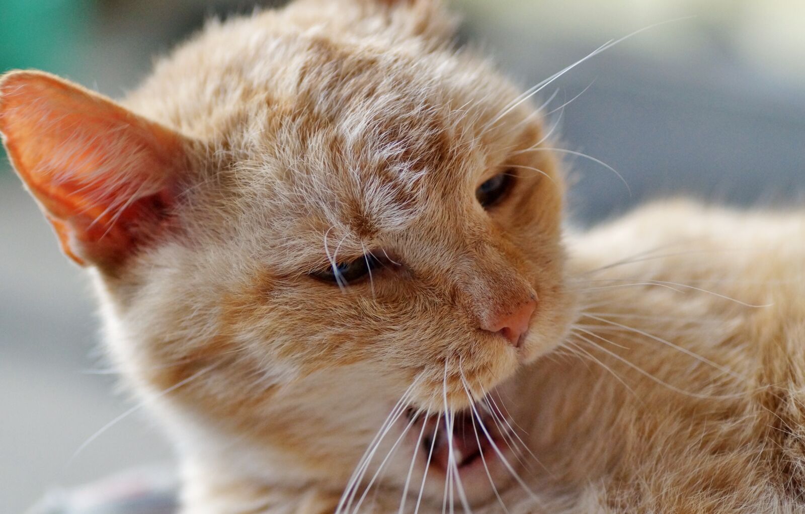 Sony SLT-A58 sample photo. Cat, sleeping, tomcat photography