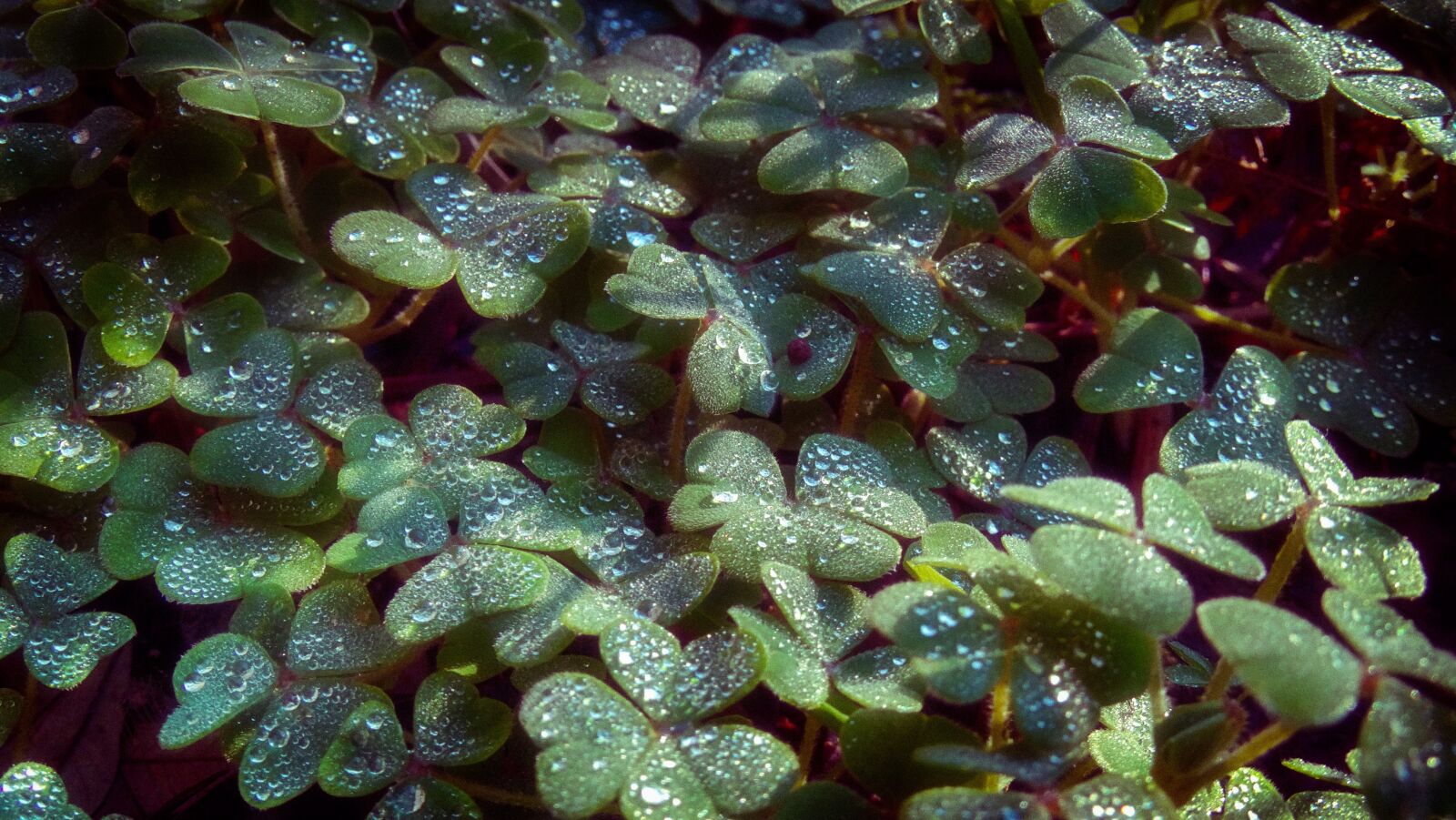Sony Cyber-shot DSC-HX300 sample photo. Clover, macro, grass photography