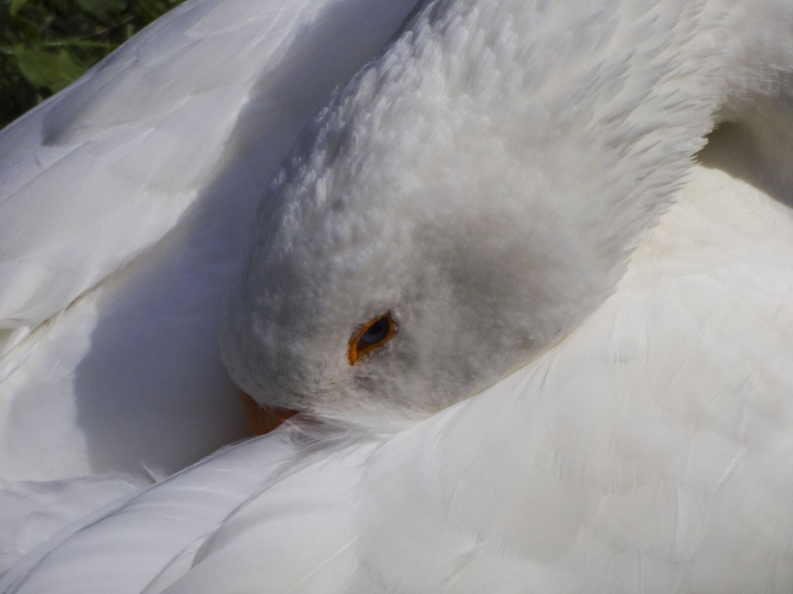 Sony DSC-WX200 sample photo. White goose, goose sleeping photography