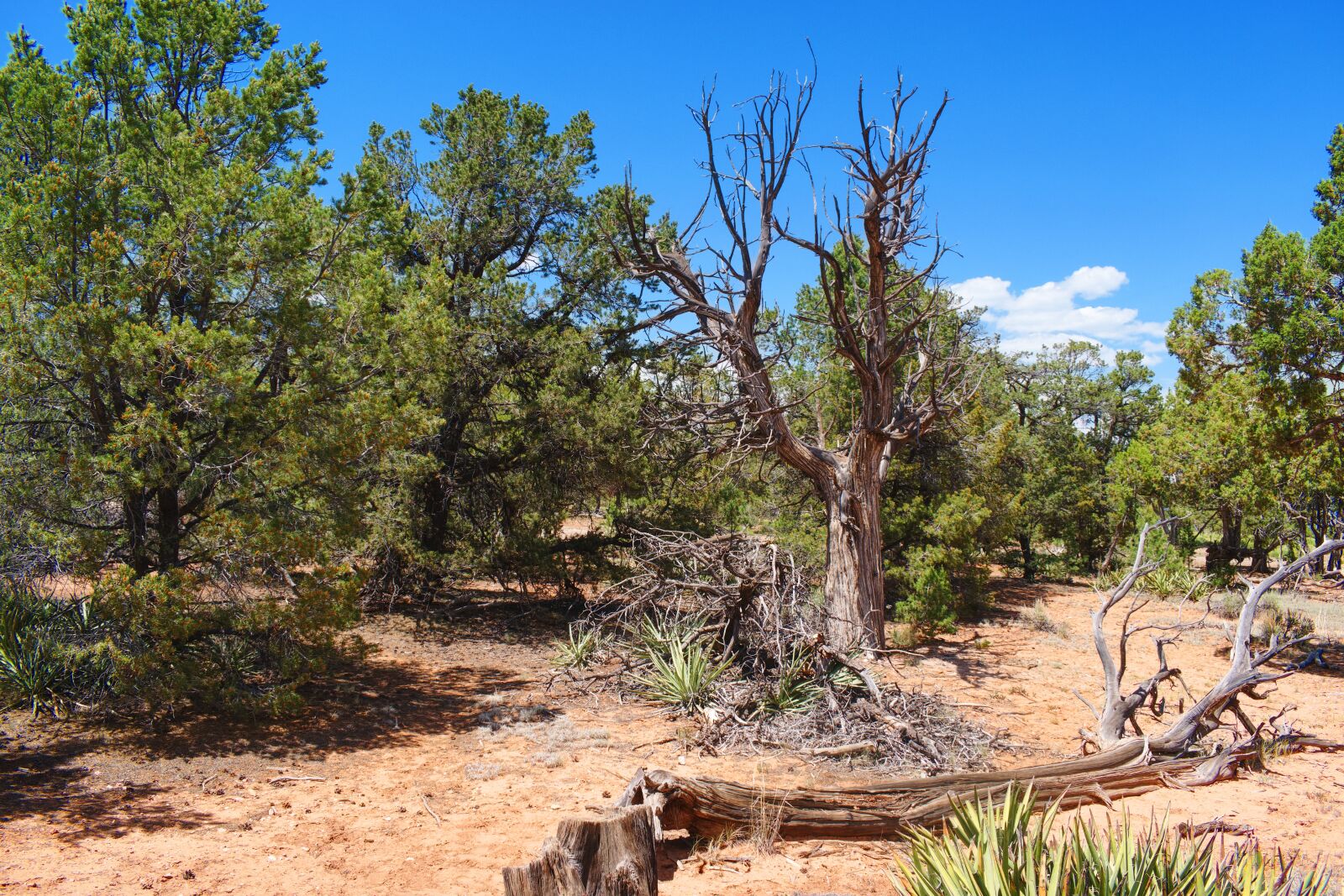 Nikon D5300 sample photo. Grand canyon, landscape, trees photography
