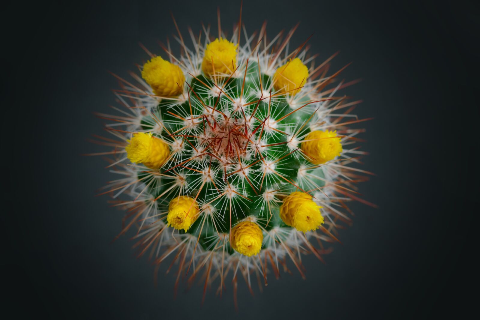 Nikon D5300 sample photo. Cactus, flora, prickly photography