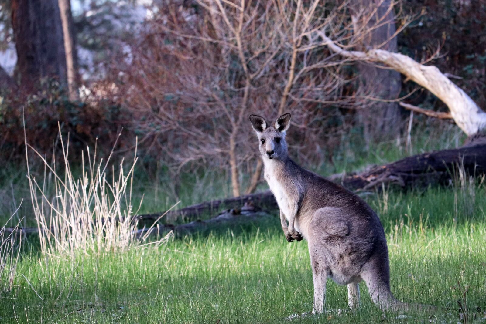 Canon EF-S 55-250mm F4-5.6 IS STM sample photo. Kangaroo, wild animal, australian photography