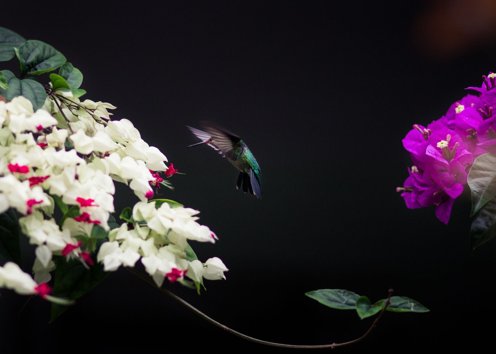 Canon EOS 700D (EOS Rebel T5i / EOS Kiss X7i) + Canon EF 85mm F1.8 USM sample photo. Bird, hummingbird, wildlife photography