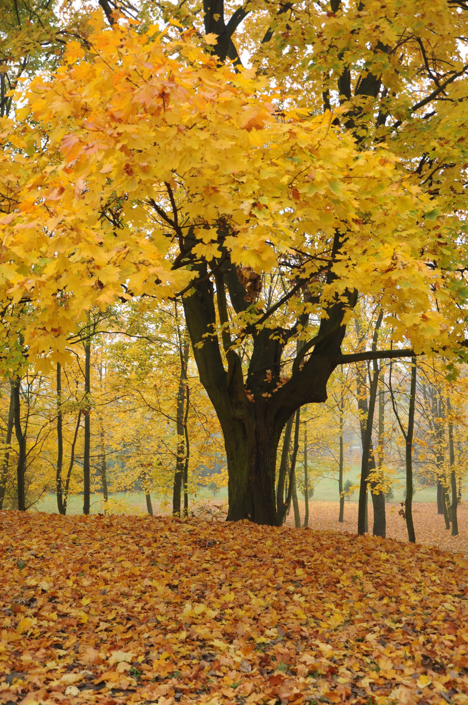 Nikon D90 sample photo. Tree, autumn, fall photography