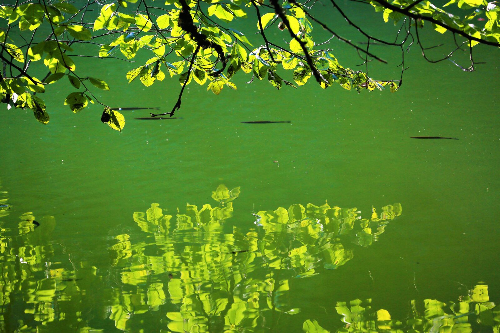 Canon EF 70-300mm F4-5.6L IS USM sample photo. Reflection, lake, water photography