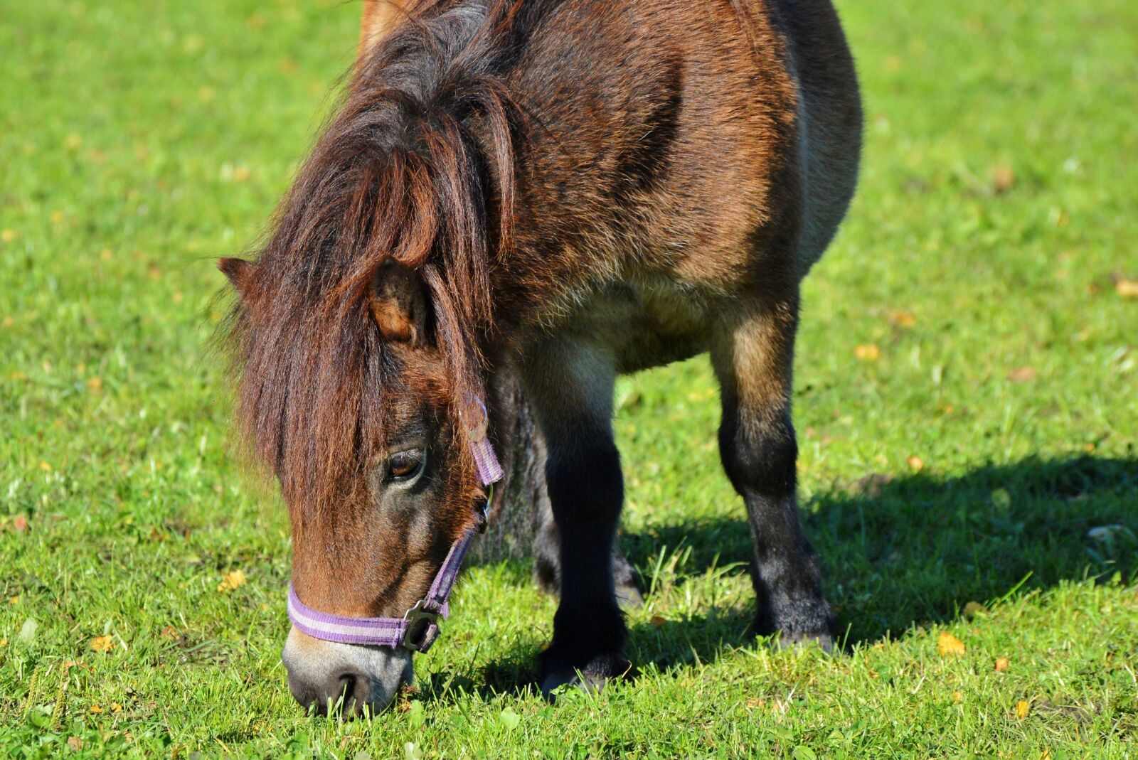 Nikon D3200 sample photo. Horse, pony, mane photography