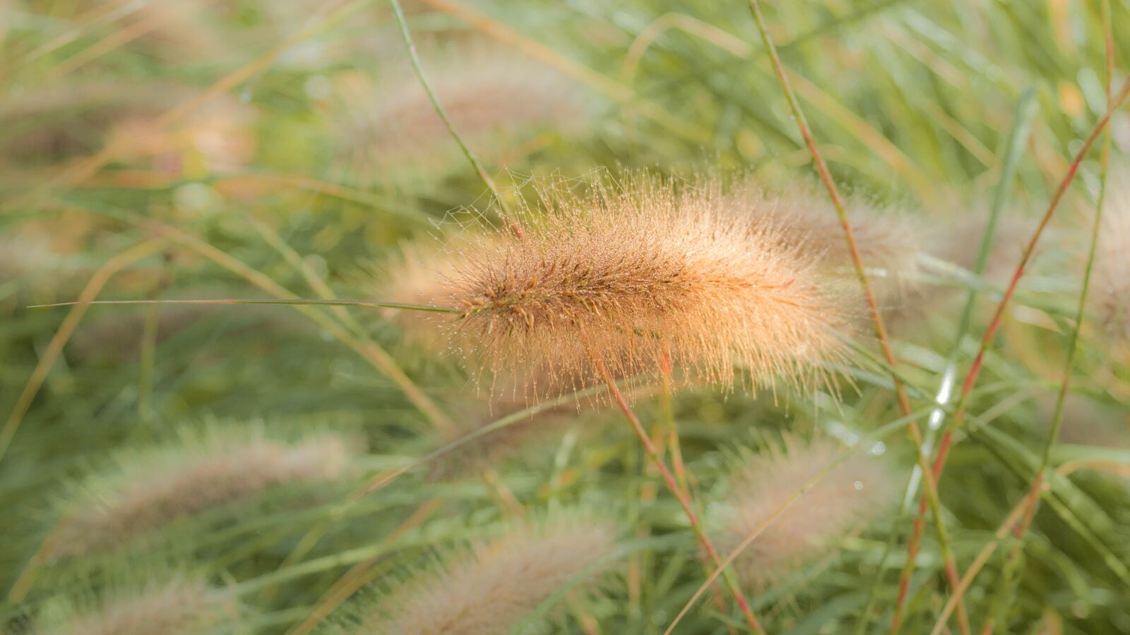 Panasonic DMC-G81 sample photo. Background green, light, flora photography