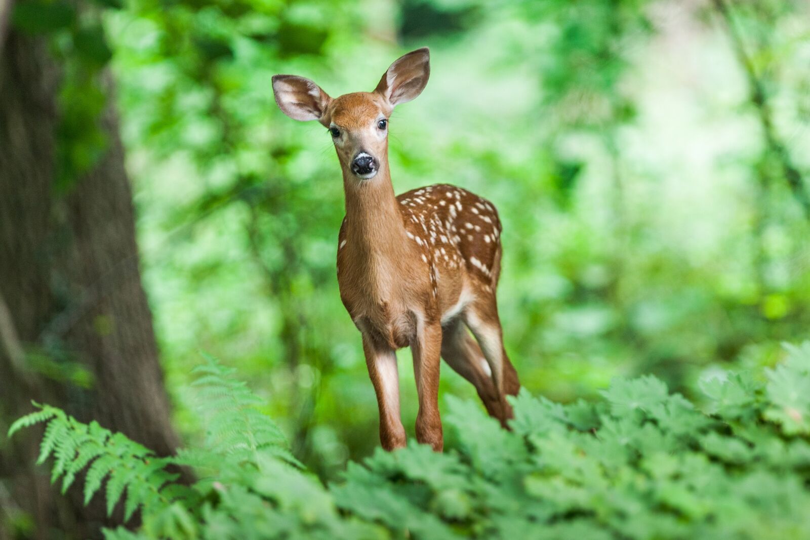 Canon EOS-1Ds Mark III + Canon EF 300mm F2.8L IS USM sample photo. Wildlife, deer, mammal photography
