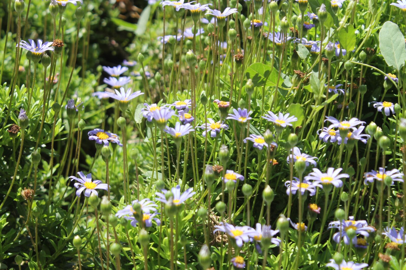 Canon EOS 1100D (EOS Rebel T3 / EOS Kiss X50) sample photo. Flowers, nature, small flower photography