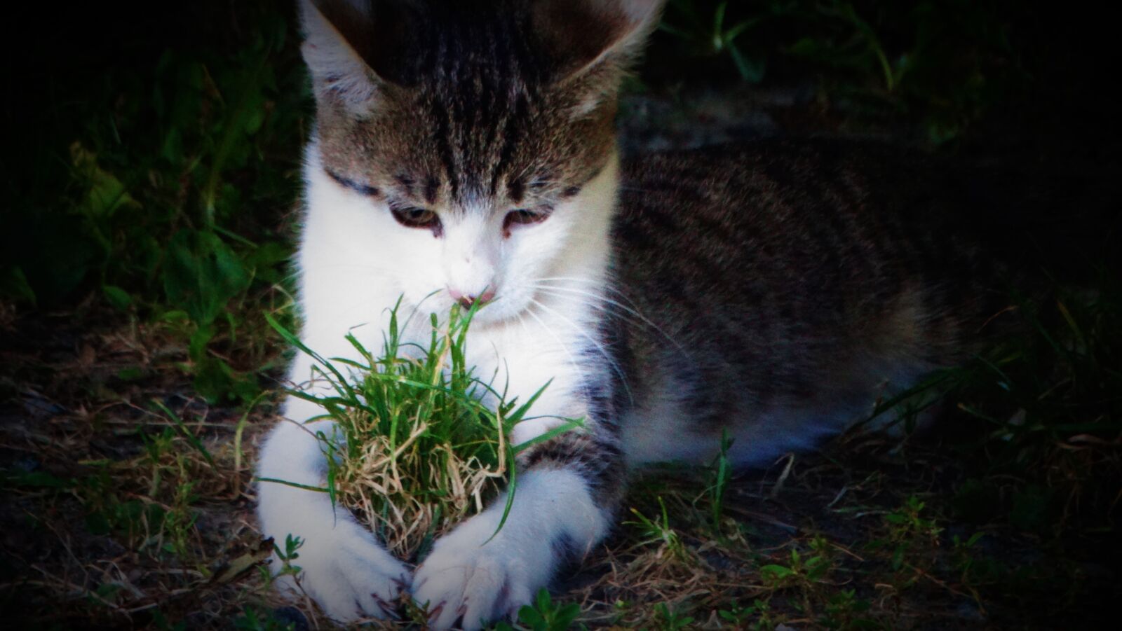 Sony Cyber-shot DSC-HX300 sample photo. Cat, kitten, animal photography